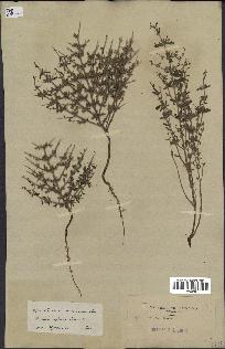 spécimen de Teucrium spinosum