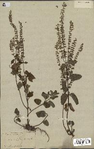 spécimen de Teucrium scordium