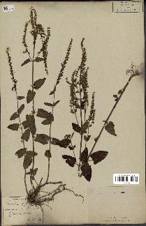 spécimen de Teucrium scordium