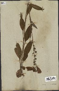 spécimen de Digitalis purpurea