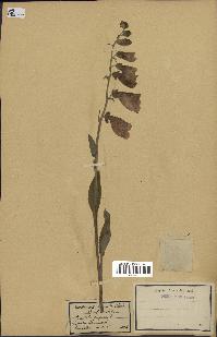 spécimen de Digitalis purpurea