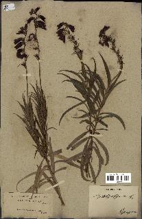 spécimen de Digitalis obscura