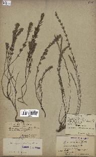 spécimen de Micromeria juliana