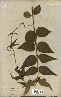 spécimen de Vincetoxicum nigrum