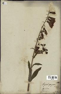 spécimen de Digitalis purpurea