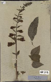 spécimen de Digitalis purpurea