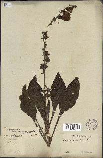 spécimen de Digitalis purpurea