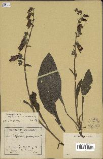 spécimen de Digitalis purpurea