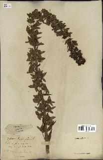 spécimen de Digitalis purpurea