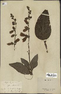 spécimen de Digitalis purpurea