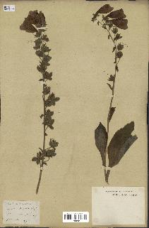 spécimen de Digitalis purpurea