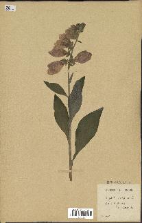 spécimen de Digitalis purpurea