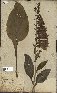 spécimen de Digitalis purpurea