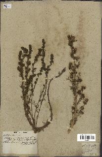 spécimen de Artemisia rupestris