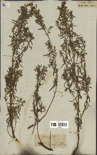 spécimen de Artemisia glauca