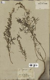 spécimen de Artemisia glauca