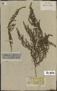 spécimen de Artemisia glauca