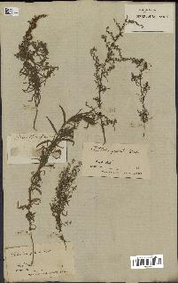 spécimen de Artemisia glauca