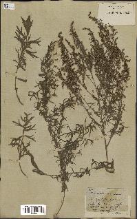 spécimen de Artemisia glauca