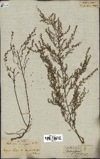 spécimen de Artemisia fragrans