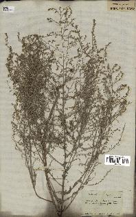 spécimen de Artemisia fragrans