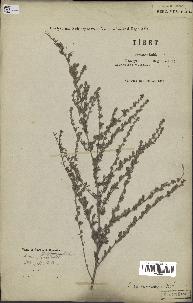 spécimen de Artemisia fragrans