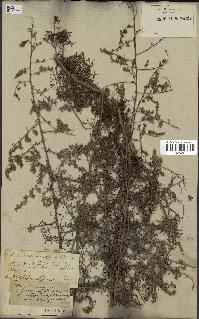 spécimen de Artemisia fragrans