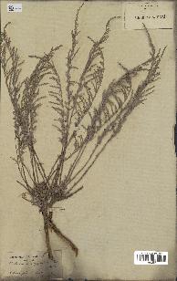 spécimen de Artemisia fragrans