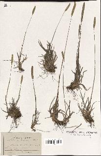 spécimen de Phleum boehmeri