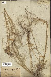 spécimen de Stipa parviflora