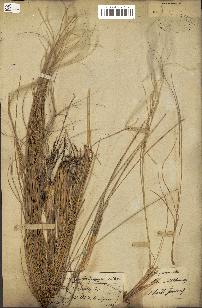 spécimen de Stipa pennata