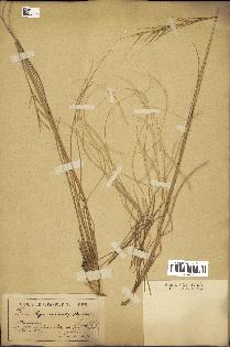 spécimen de Stipa eriocaulis