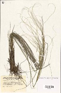 spécimen de Stipa eriocaulis