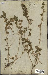 spécimen de Medicago doliata