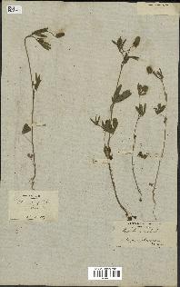 spécimen de Trifolium phleoides
