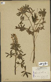 spécimen de Lupinus albus