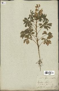 spécimen de Lupinus albus