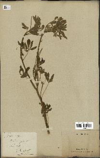 spécimen de Lupinus albus