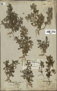 spécimen de Ononis ornithopodioides