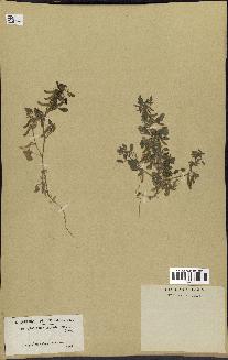 spécimen de Ononis ornithopodioides