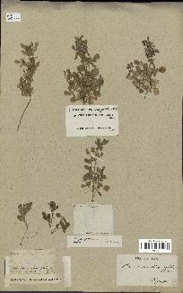 spécimen de Ononis ornithopodioides