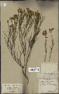 spécimen de Cytisus fontanesii