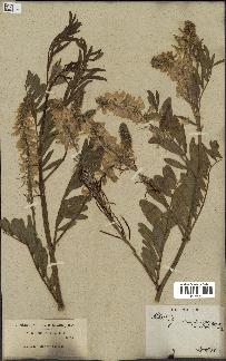 spécimen de Galega officinalis