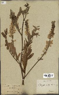 spécimen de Galega officinalis