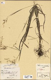 spécimen de Bromus ciliatus