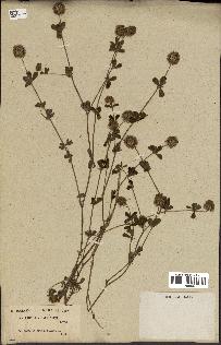 spécimen de Trifolium lappaceum