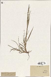 spécimen de Panicum virgatum