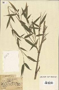 spécimen de Phyllostachys nigra