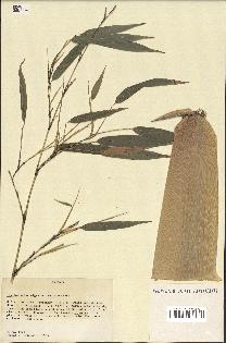 spécimen de Phyllostachys nigra