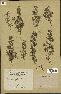 spécimen de Ononis ornithopodioides